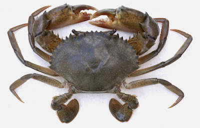mud crab crabs mangrove name scientific fast growth rate farming production usage fresh seafdec catch prepare equipments kind need
