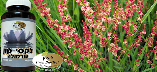 חומעה - רימקס - חמציץ - sorrel - Rumex Crispus אתר ויטמין לקסי לעצירות