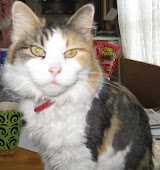Patches (Mama Kitty)