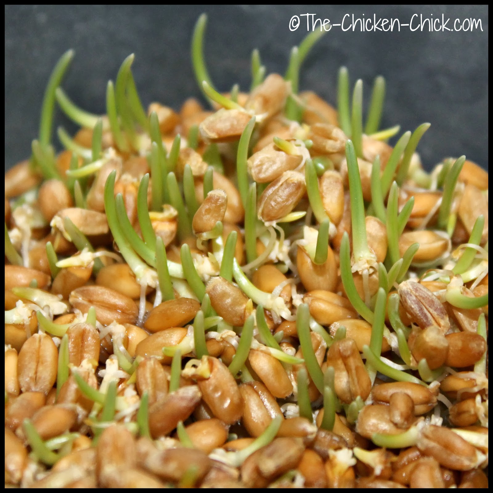 The Chicken Chick® Sprouting Grains for Chickens Fodder for Thought