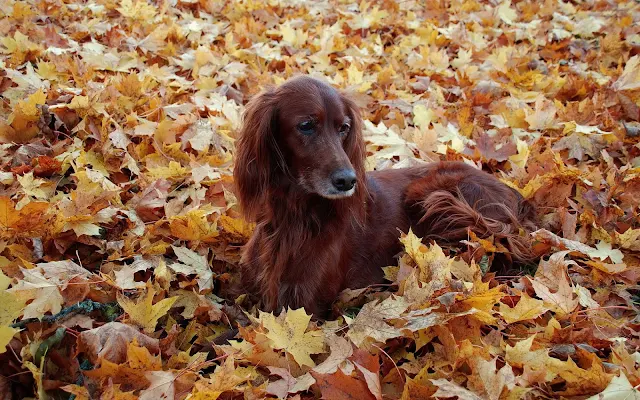 Hond tussen de herfstbladeren