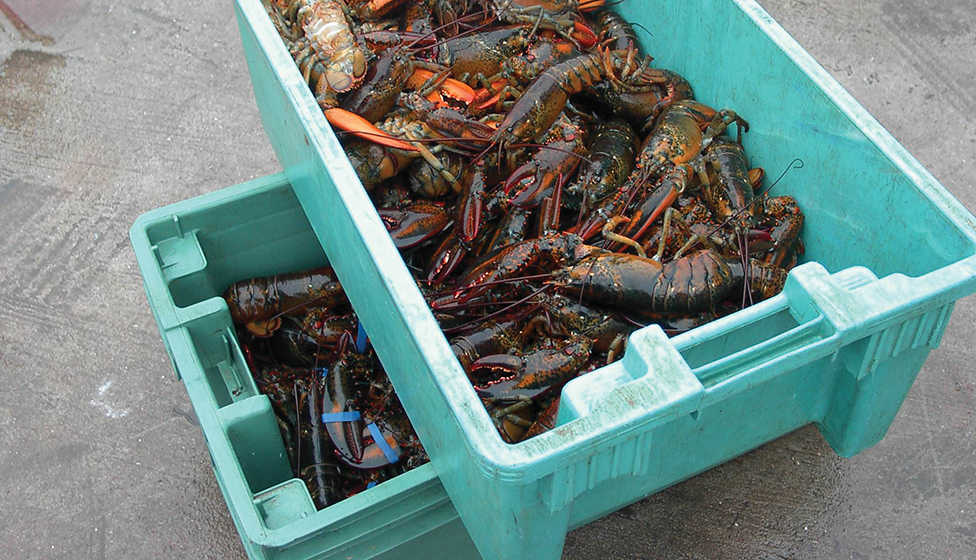 Lobster Exporters Supplier Fresh Water Lobster, Wholesale Lobster