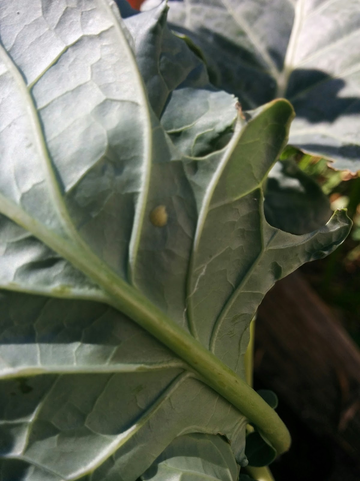 Gardening in Austin Cabbage Worms