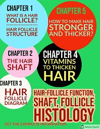 Hair Follicle Function