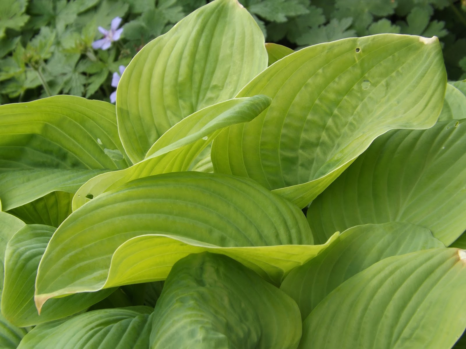 Le Jardin de la Salamandre Hosta 'Guacamole'