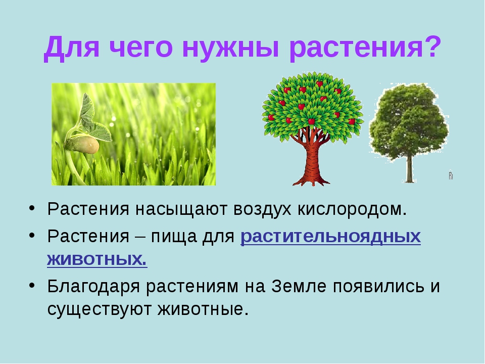 Зеленые растения являются ответ. Зачем нужны растения. Тема растения. Растения для презентации. Растительный мир в жизни человека.