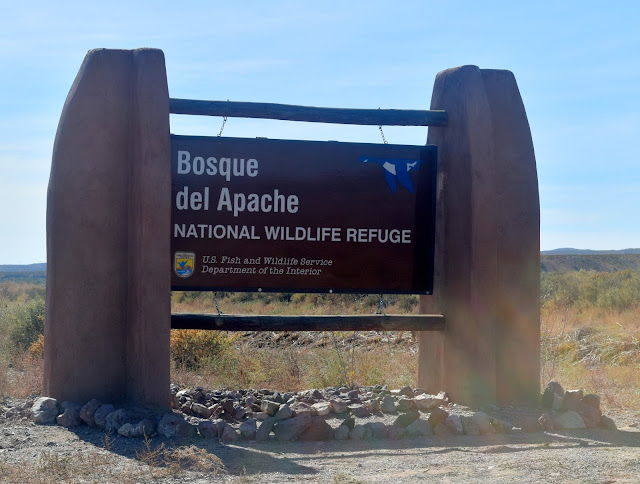 Sandhill Cranes at Bosque del Apache National Wildlife Refuge