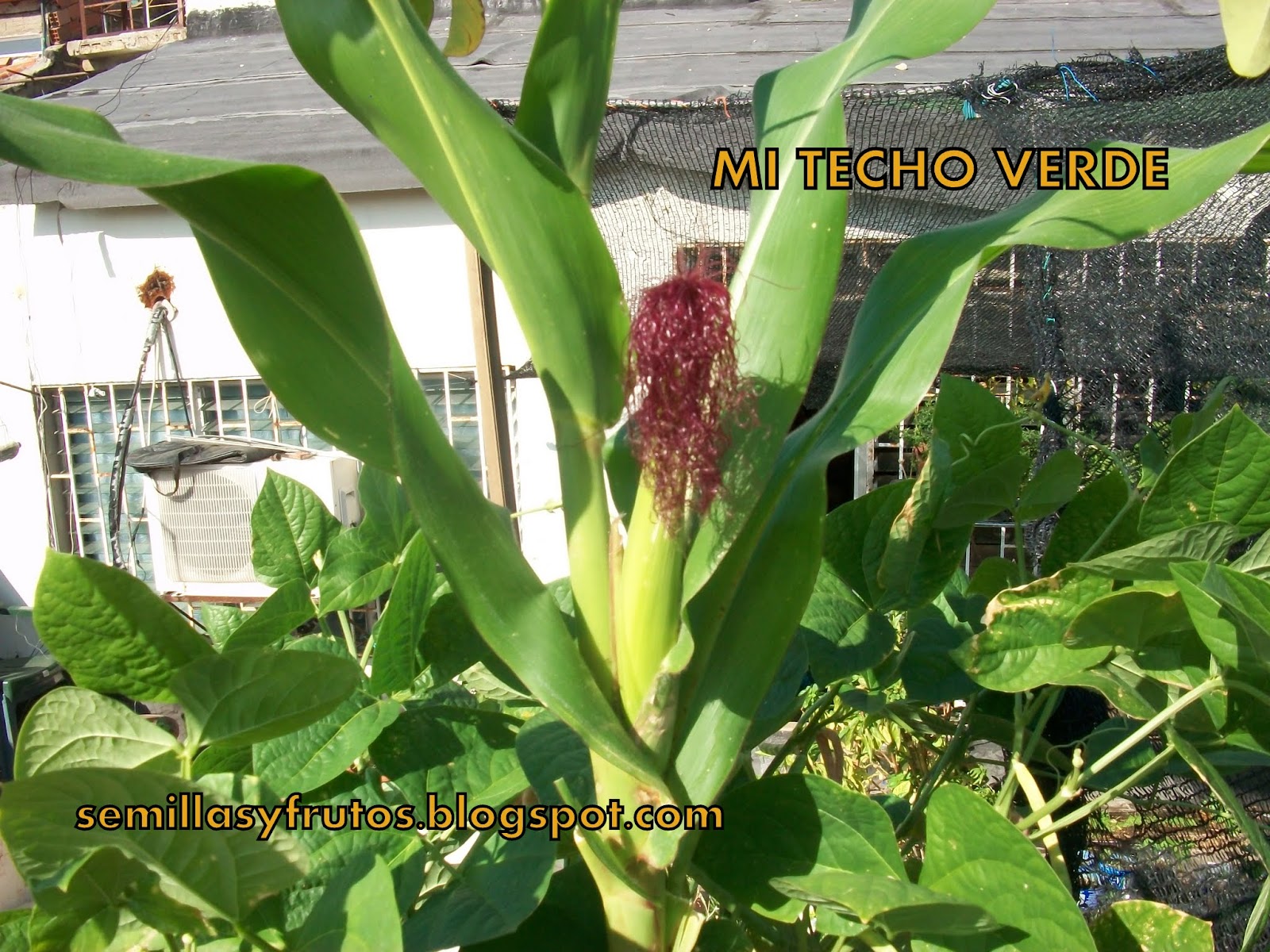 MI TECHO VERDE: MAIZ EN MACETAS