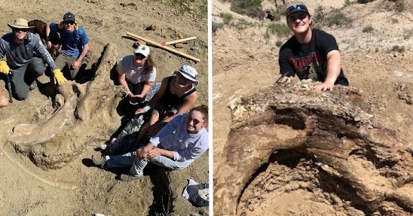 3,000-pound triceratops skull named 'Shady' excavated in South Dakota