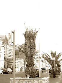Palms or ferns tied up for winter on Weymouth Promenade. (Esplanade)