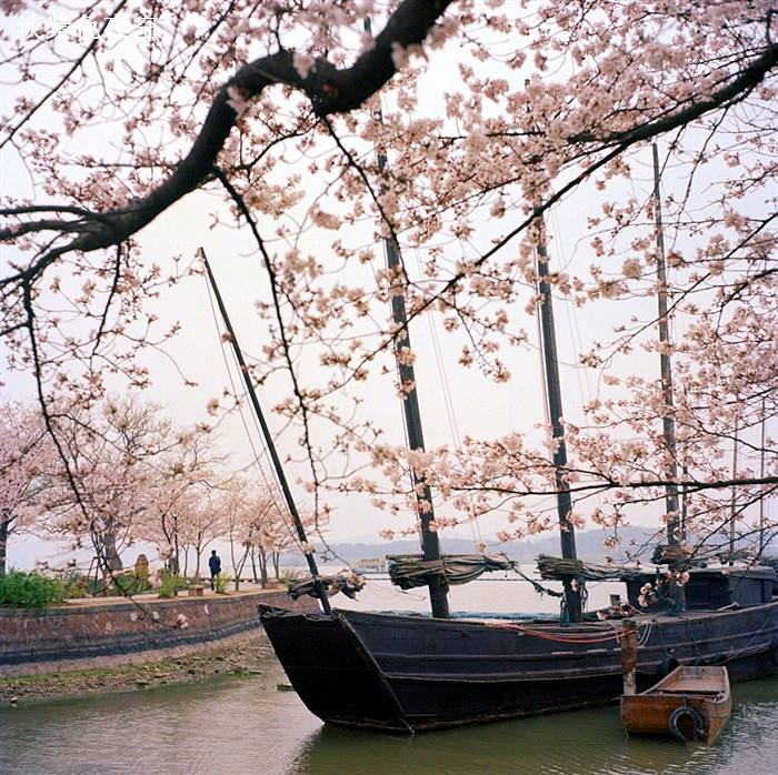 Beautiful type of trees, Photos from China