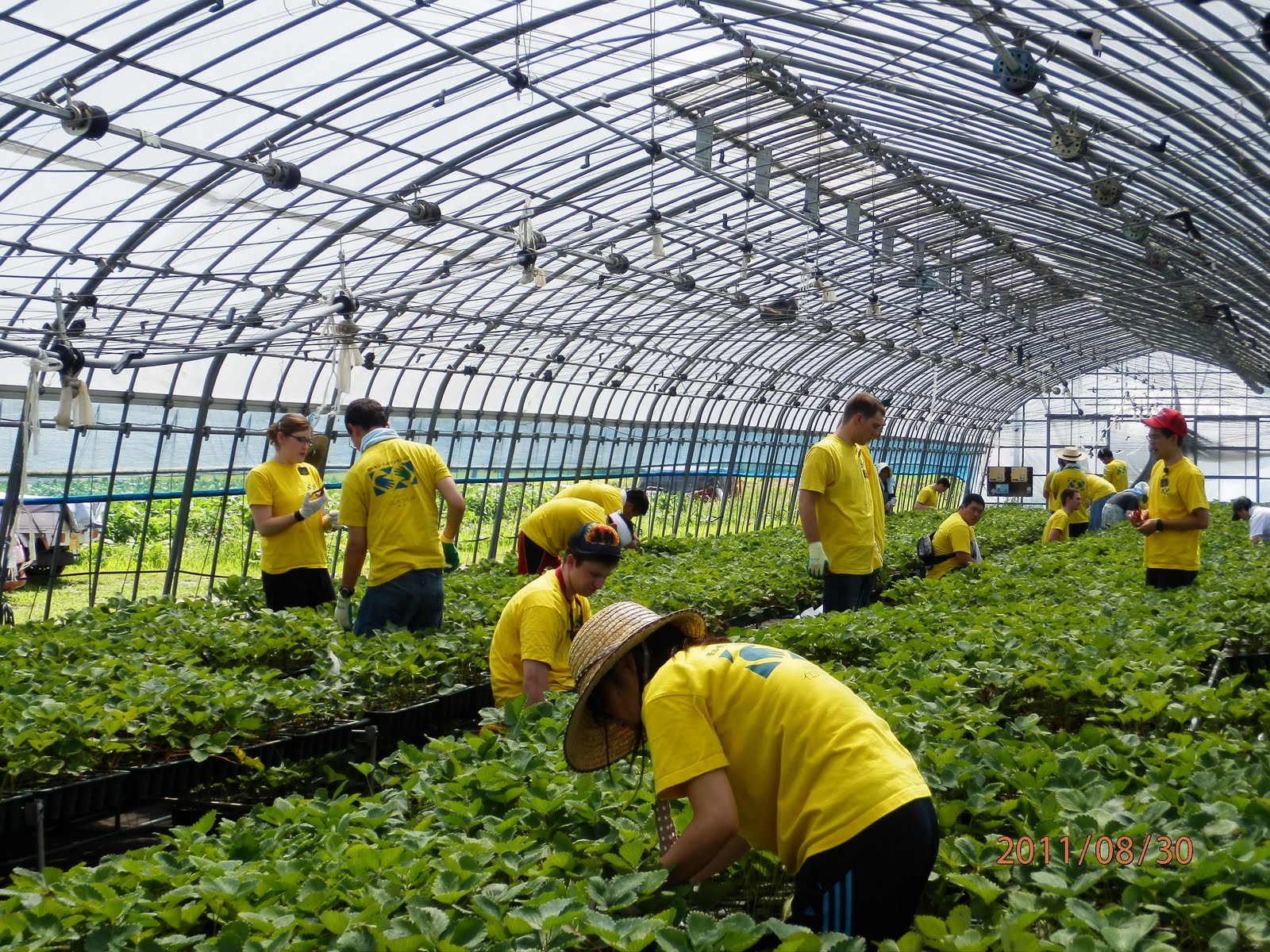 Sendai Japan Mission 20112014 THINNING THE STRAWBERRY