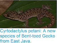 http://sciencythoughts.blogspot.co.uk/2016/03/cyrtodactylus-petani-new-species-of.html