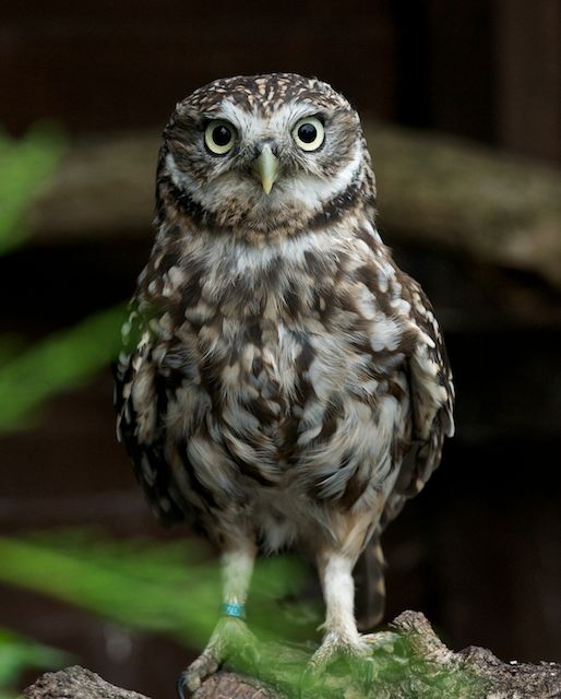 British Wildlife Centre Keeper's Blog Little Owls