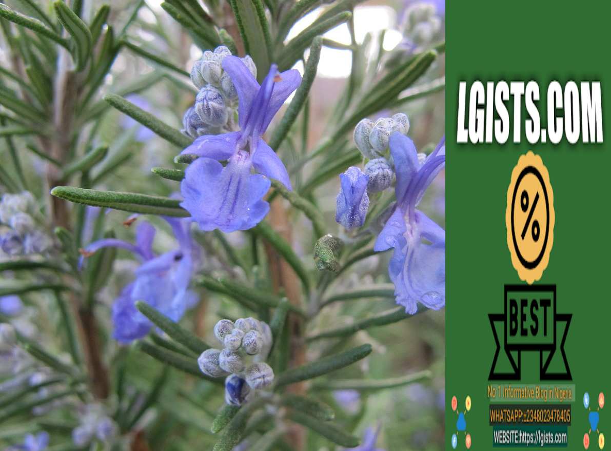 benefits of rosemary oil benefits of rosemary oil