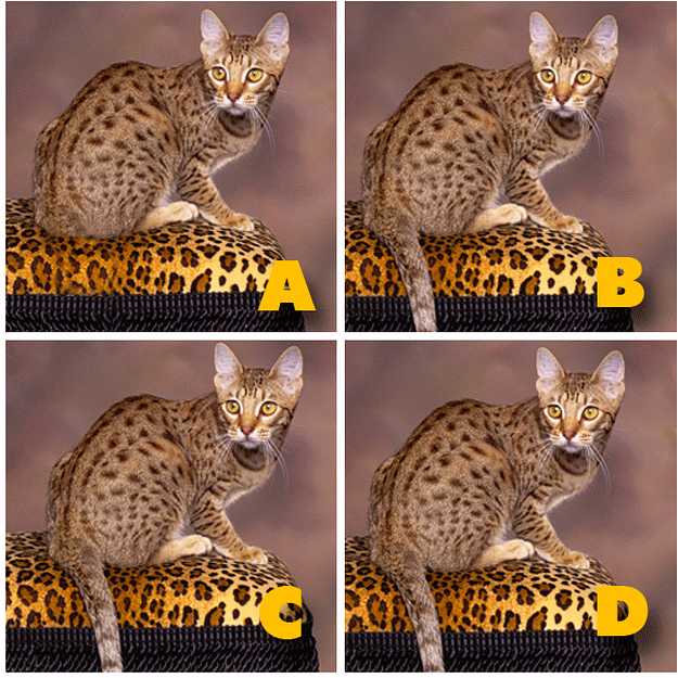 ADGATE Quiz Diva Kitty Difference (ANSWERS) Swagbucks Help