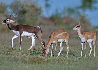Kara antilop ailesi