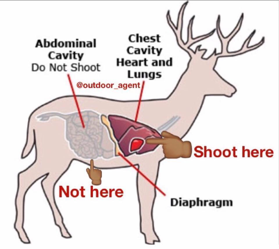 Accessible Hunter: Deer Vitals white tailed deer diagram 