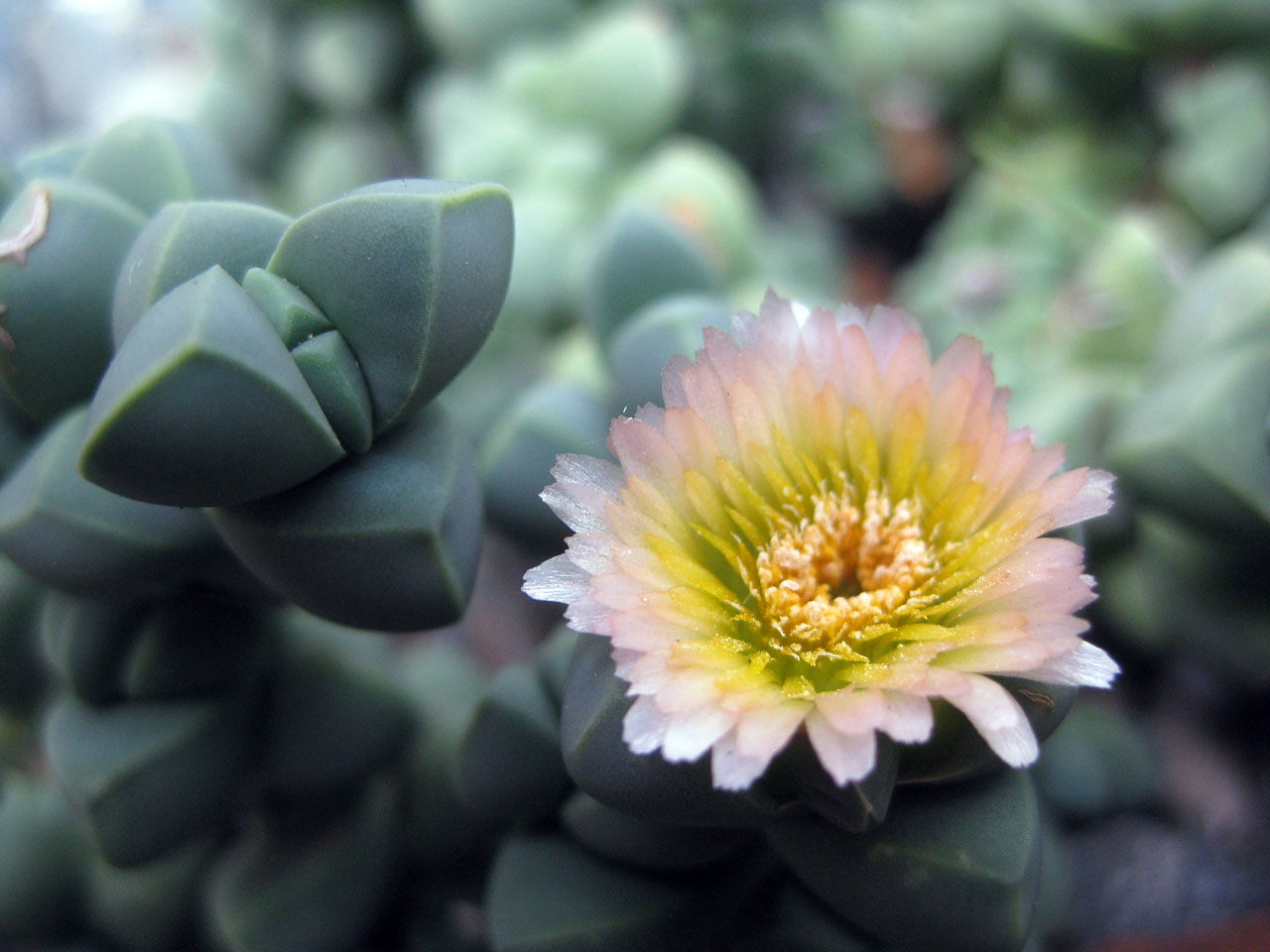 The Night Gardener First time succulent flowers