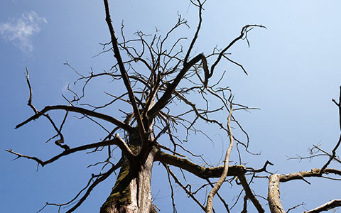 Trees dying from hydraulic failure