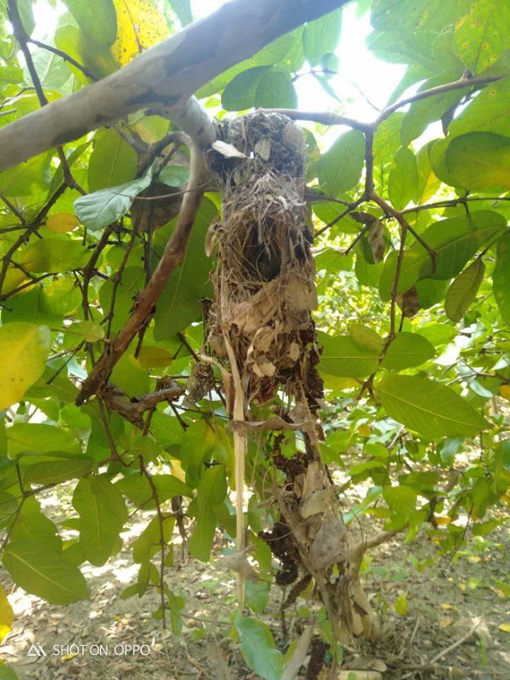Cara Mudah Menemukan Sarang Burung Sogok Ontong Rumah Kolibri