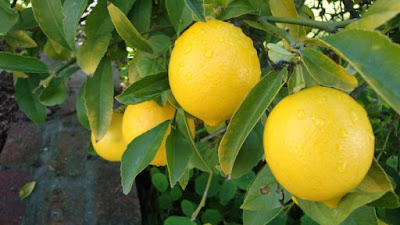 Cara Menanam Dan Budidaya Jeruk Lemon