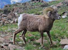 Barbary Sheep