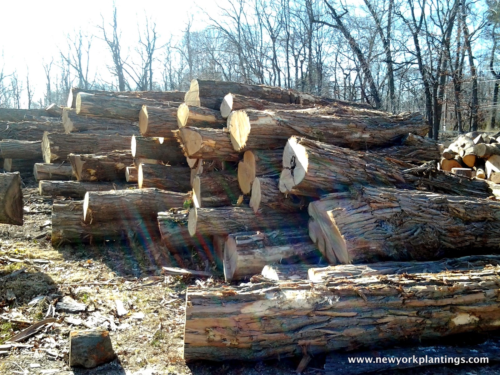 New York Plantings Black Locust Wood Adds Longevity to Landscaped