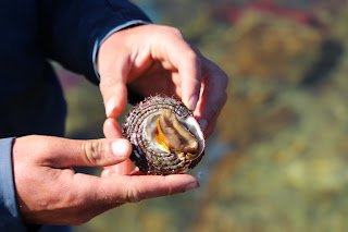 Intertidal life in Haida Gwaii