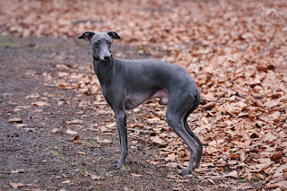 http://www.italiangreyhound.eu/p/natan.html