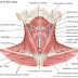 Medical Transcription: Facial muscles