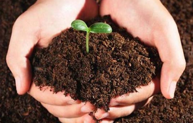 organic fertilizer