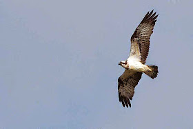 Sea Hawk, flying