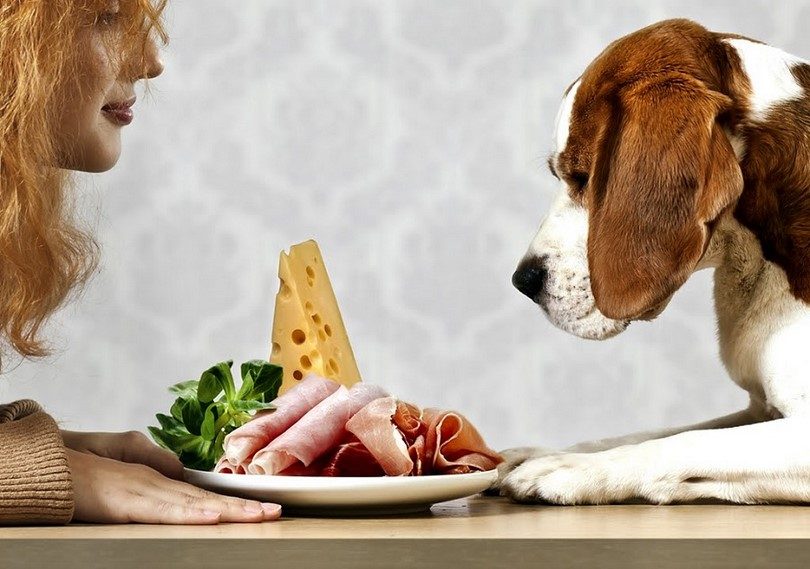 what happens if you feed your dog human food
