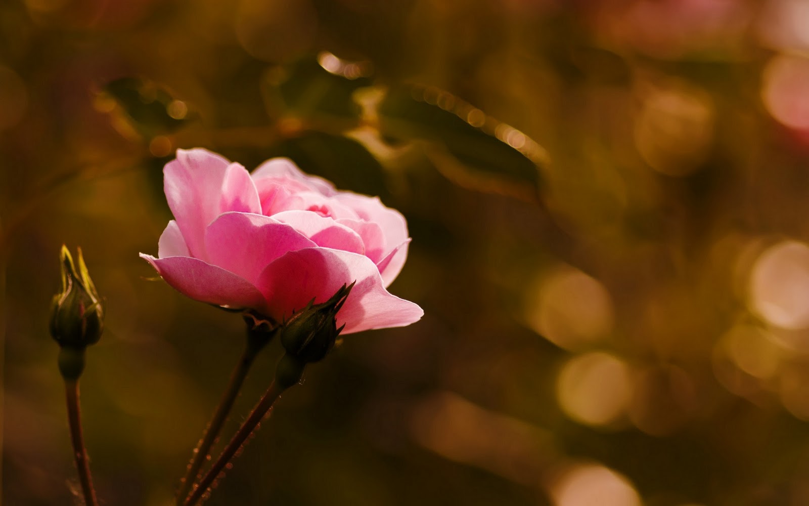 GambarBaru: Gambar Bunga Rose Mekar Warna-Warni