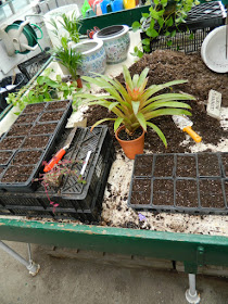 Sunnybrook Volunteer Association greenhouse potting table by garden muses-not another Toronto gardening blog