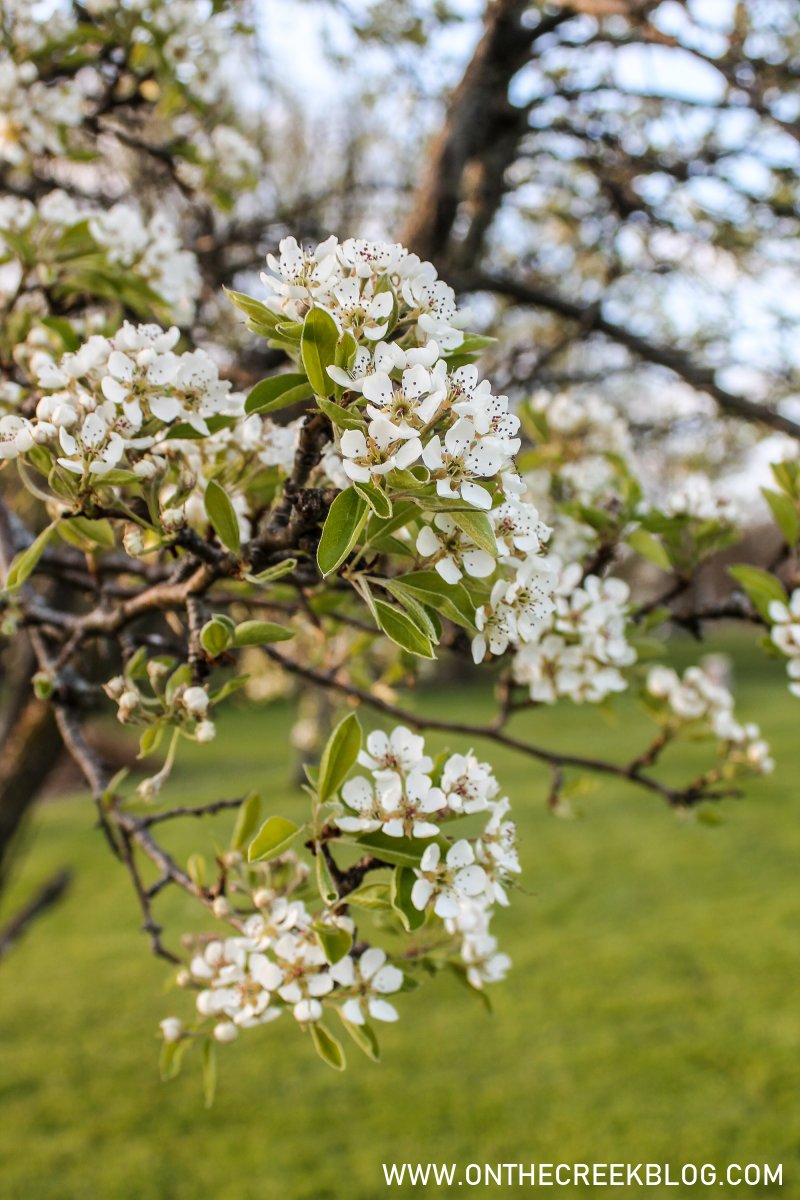 Pear Blossoms + Bartlett Pear Recipes | On The Creek Blog