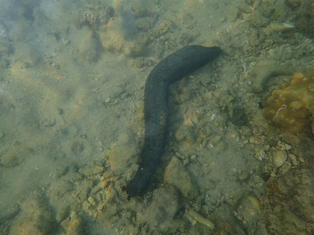 Holothuria leucospilota Holothuria leucospilota