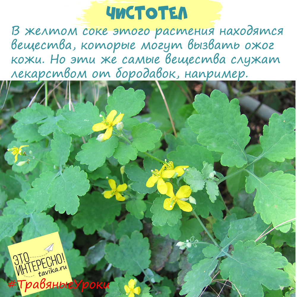 Трава чистотел свойство применение. Чистотел. Лекарственные растения чистотел. Чистотел ядовитое растение. Чистотел характеристика.