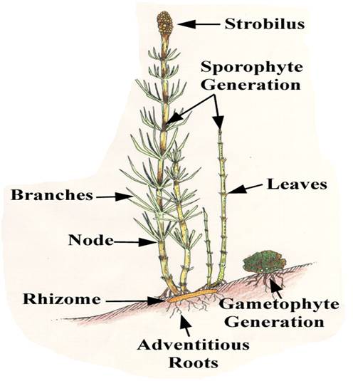 Notes on Equisetum Systematic Position, Morphology, Gametophyte and ...