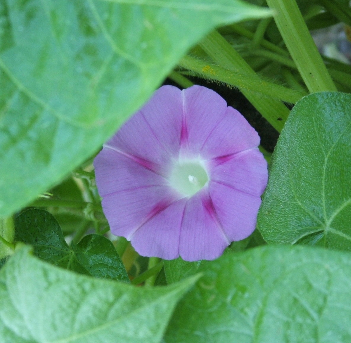 My Image 25
