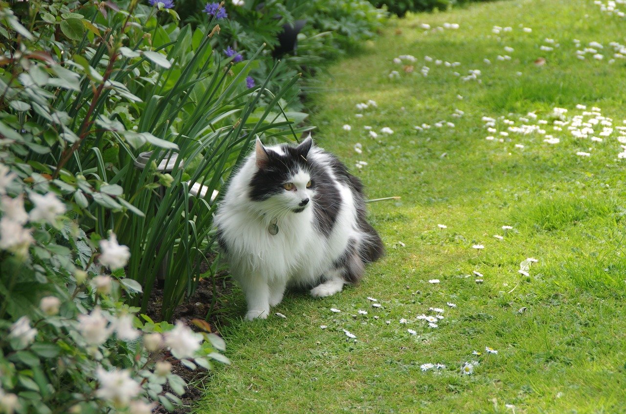 Before You Buy a House, cat lawn