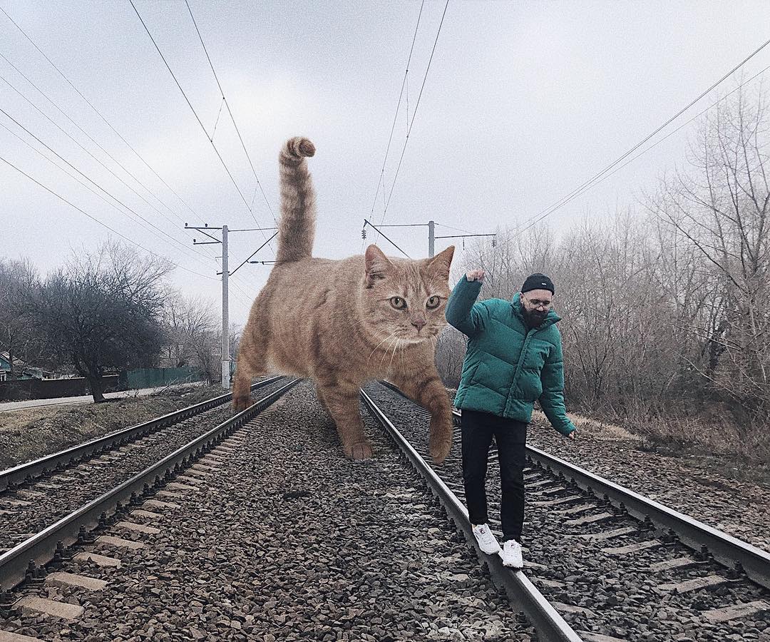25 Giant Cats Photos Collected from Instagram