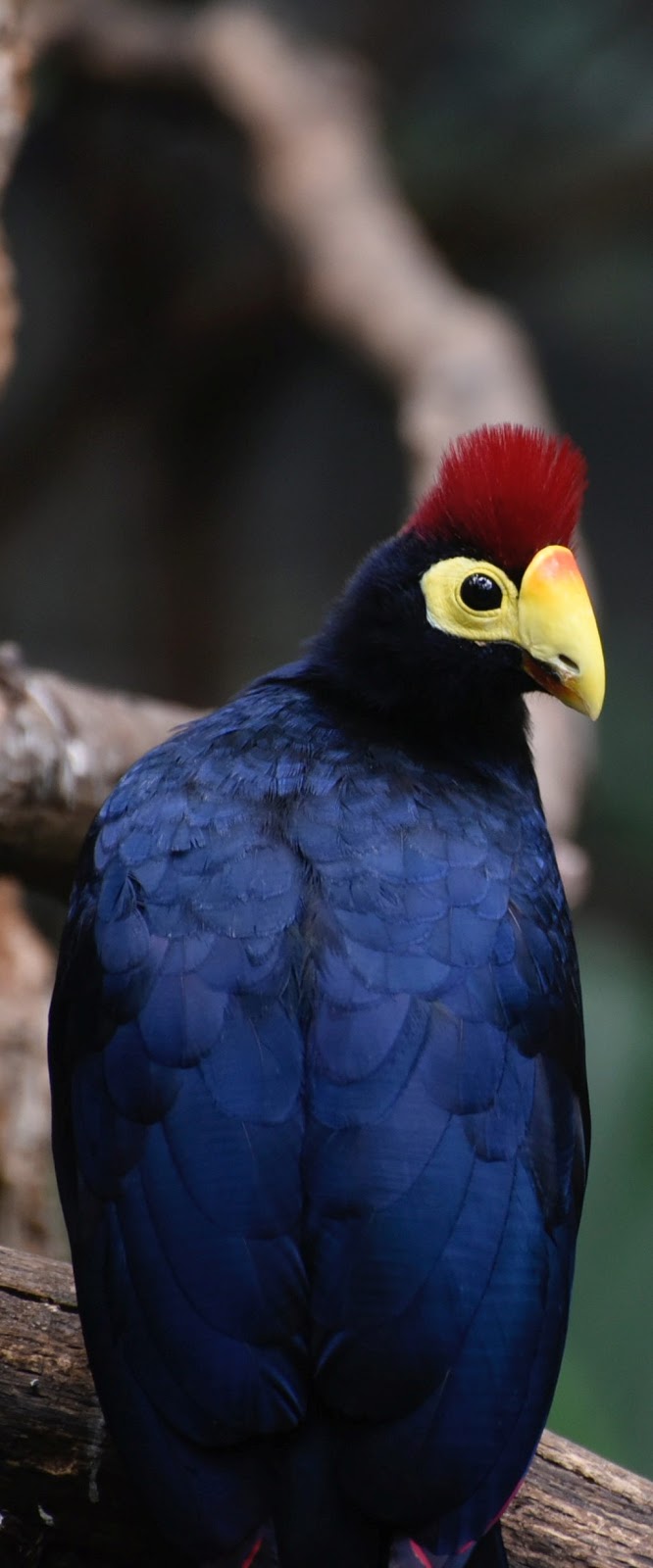 Beautiful dark blue bird with a red headdress.