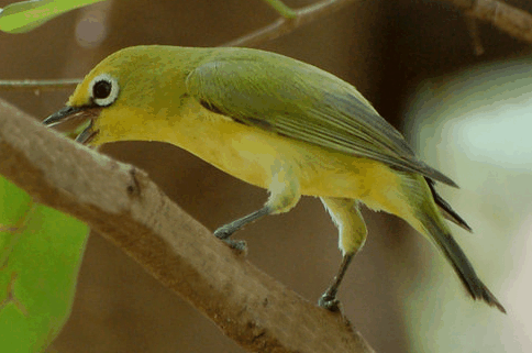 Burung Pleci Lombok Gacor