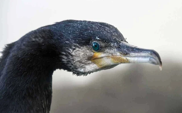 Der Kormoran – Jean de La Fontaine – Vertrauen Der Kormoran – Jean de La Fontaine – Vertrauen