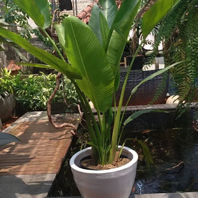 Pisang-pisangan / Heliconia