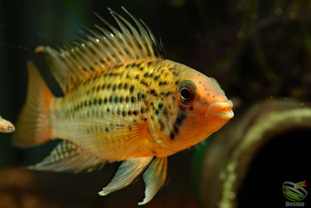 Apistogramma Guttata / Rio Morichal Largo