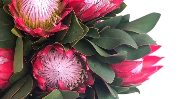 A Passion for Flowers: Protea Madiba