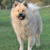 All You Need to Know about Eurasier Dog breed